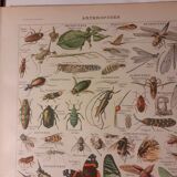 Lithograph on arthropods from 1922