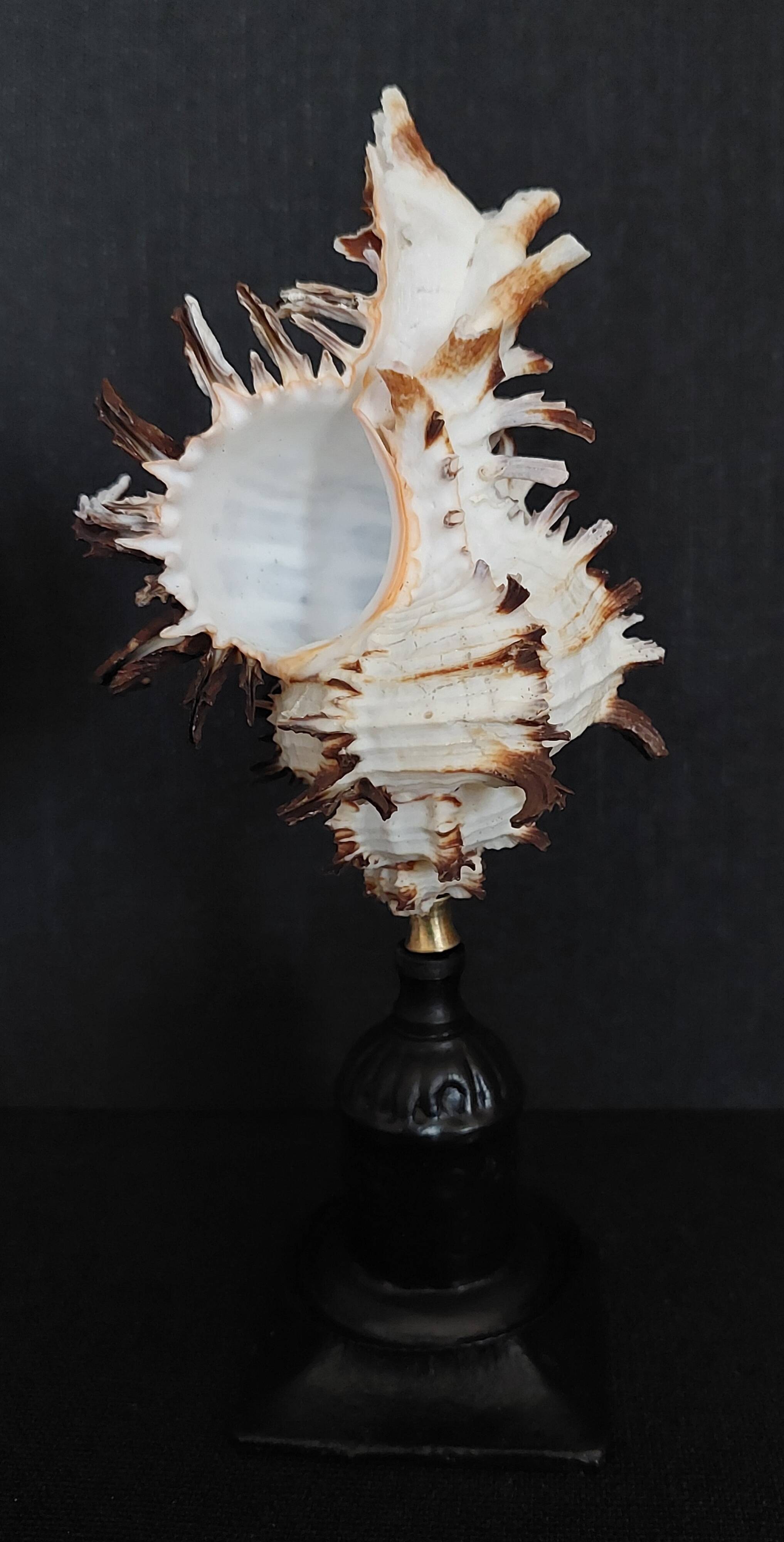 Cabinet of Curiosities hexaplex cichoreum shell on base