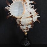 Cabinet of Curiosities hexaplex cichoreum shell on base