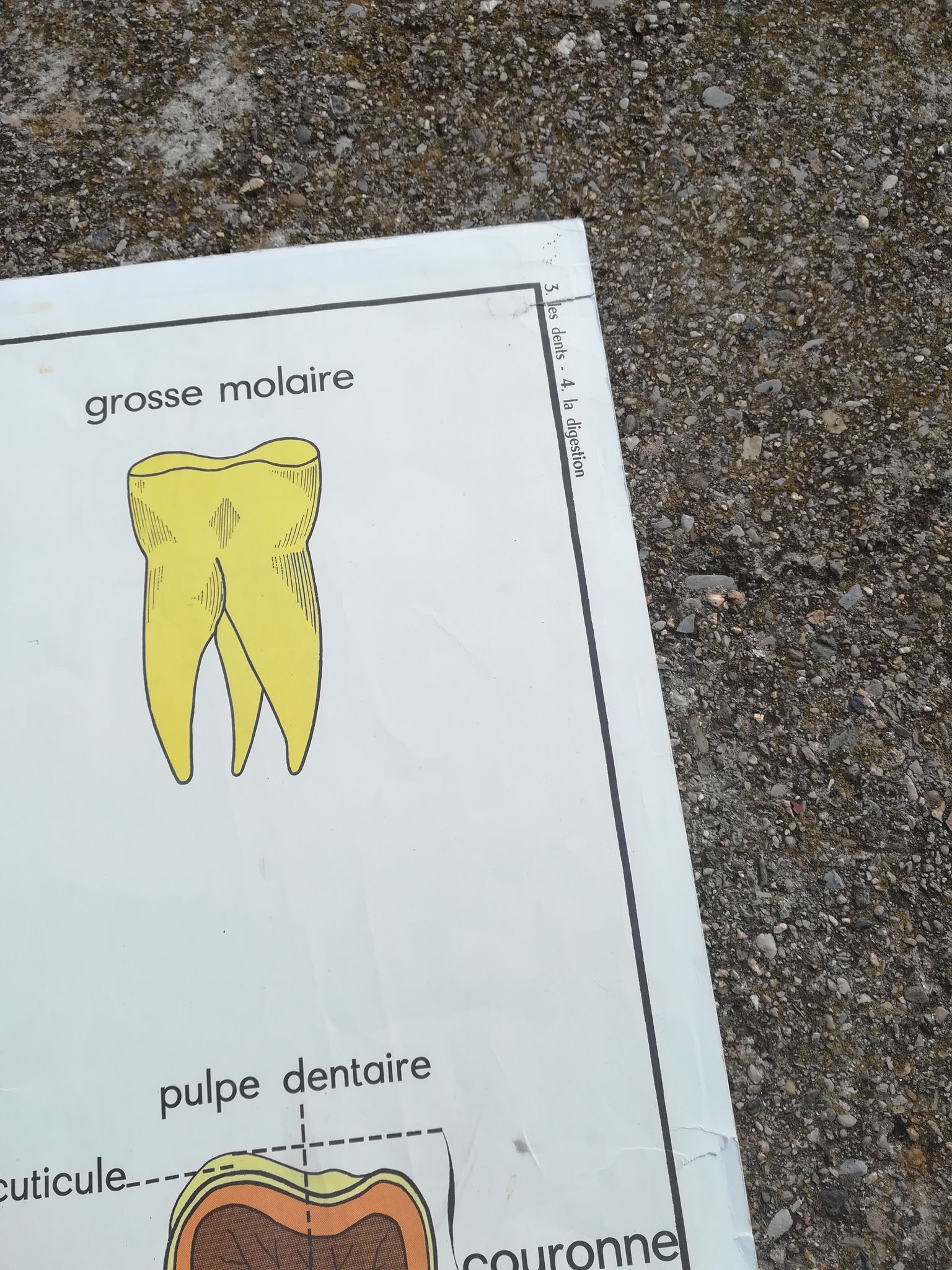 Vintage school poster N°3 Teeth N°4 Digestion Rossignol