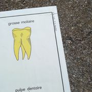 Vintage school poster N°3 Teeth N°4 Digestion Rossignol