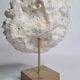 Ancient white labyrinthiform coral on pedestal