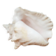 Large Lambi Conch, Marine Curiosity Object, Vintage Seashell