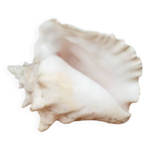 Grande Conque de Lambi, Objet de Curiosité Marine, Coquillage Vintage