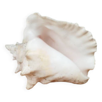 Large Lambi Conch, Marine Curiosity Object, Vintage Seashell