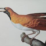 Zoological poster depicting an emerald bird of paradise
