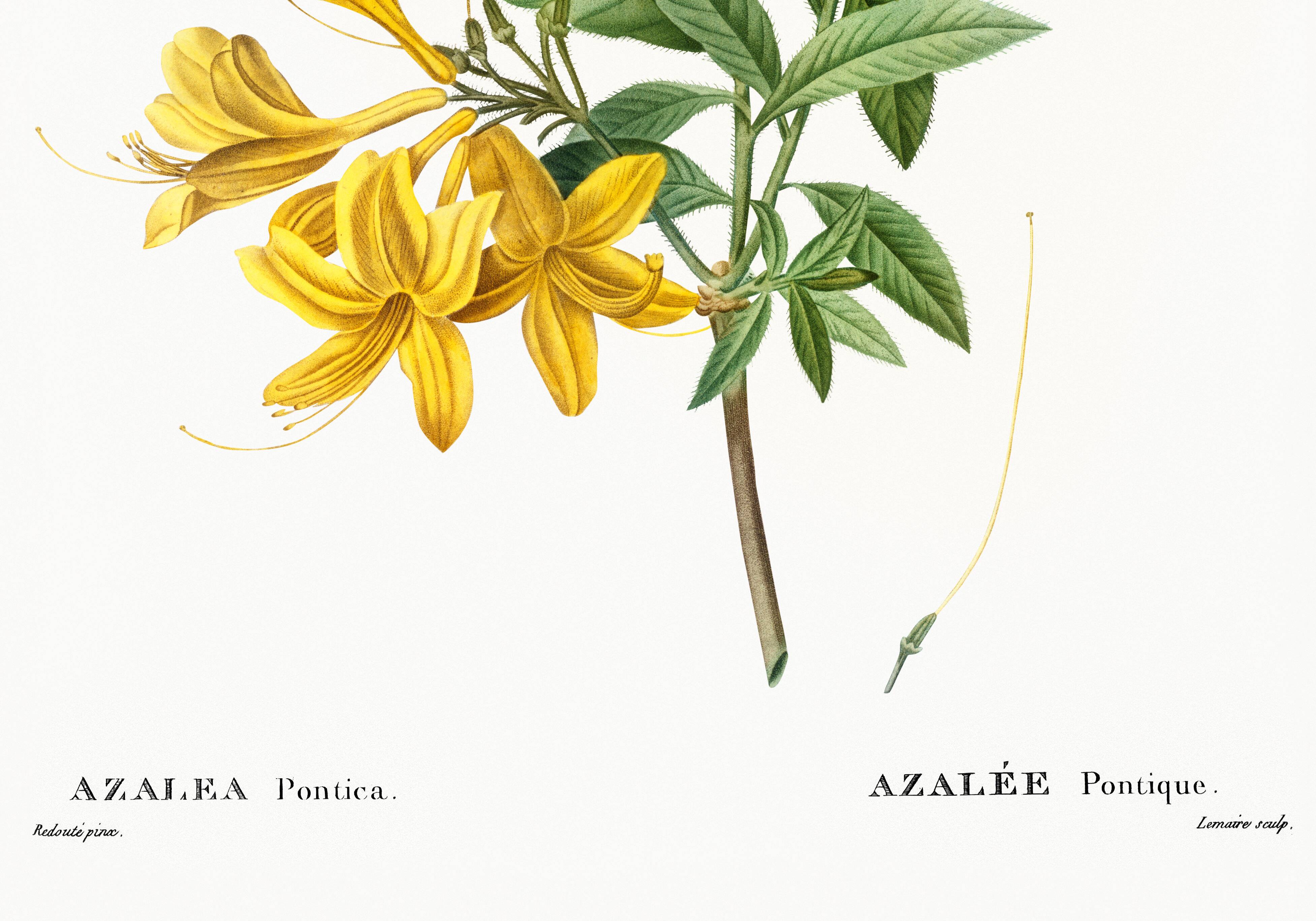 Poster about the Azalea, based on an old engraving
