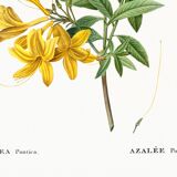 Poster about the Azalea, based on an old engraving
