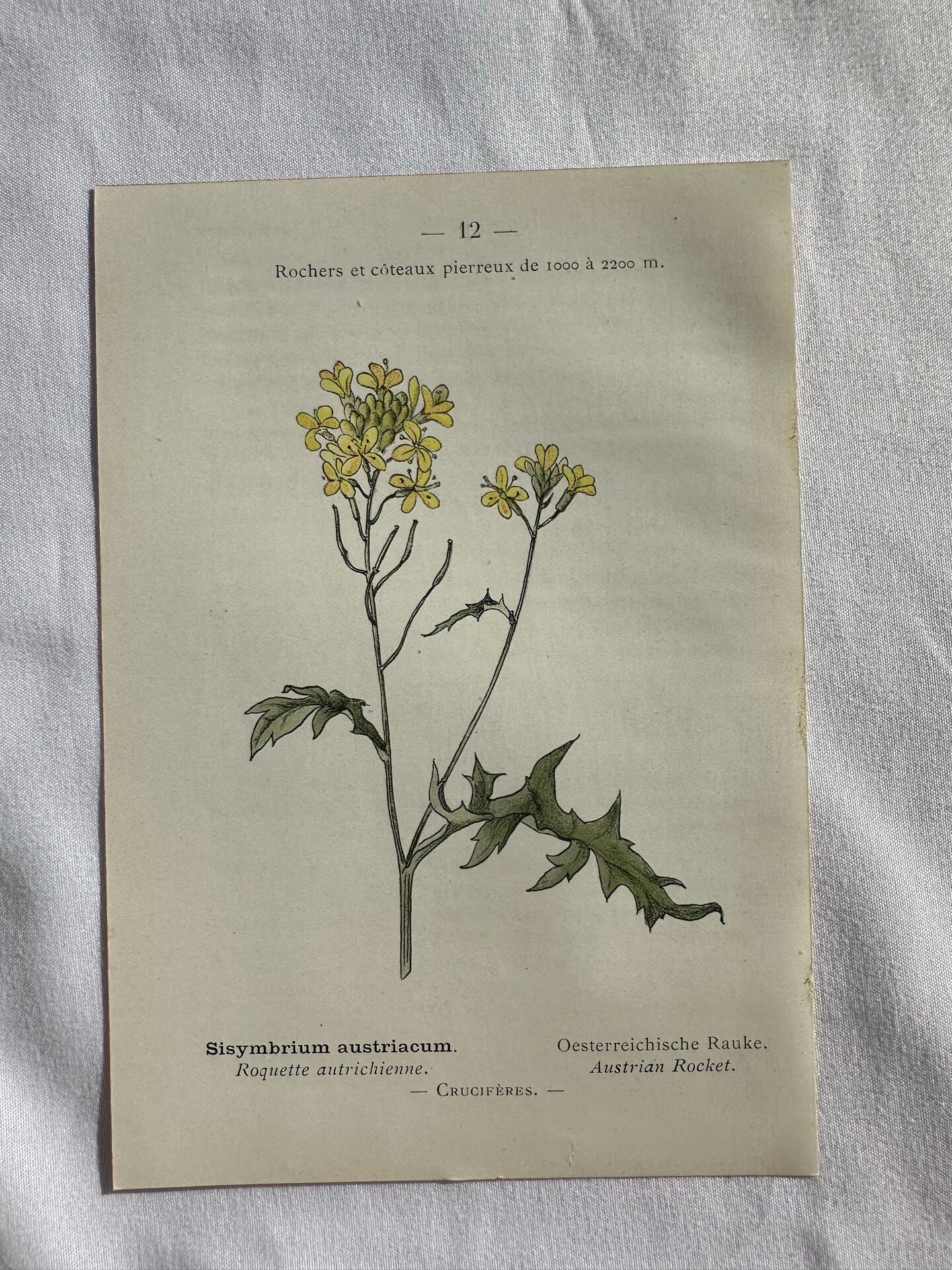 Naturalist Plate – 19th Century Botanical Engraving, Double-Sided