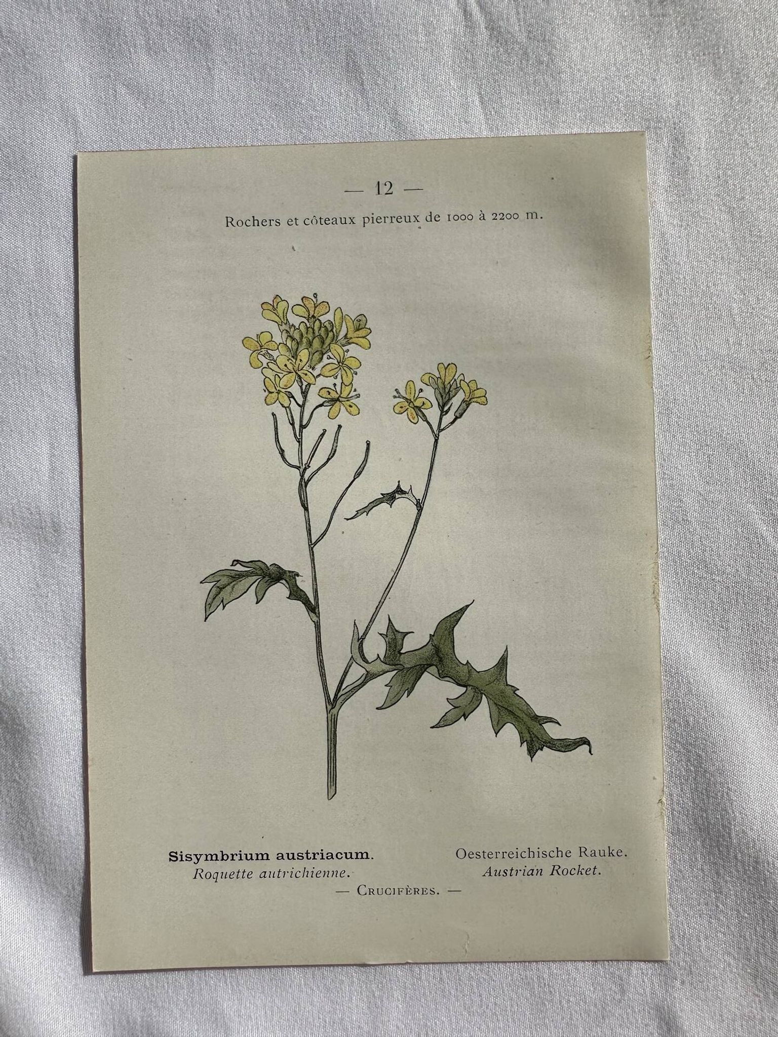 Naturalist Plate – 19th Century Botanical Engraving, Double-Sided