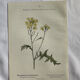 Naturalist Plate – 19th Century Botanical Engraving, Double-Sided