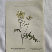 Naturalist Plate – 19th Century Botanical Engraving, Double-Sided