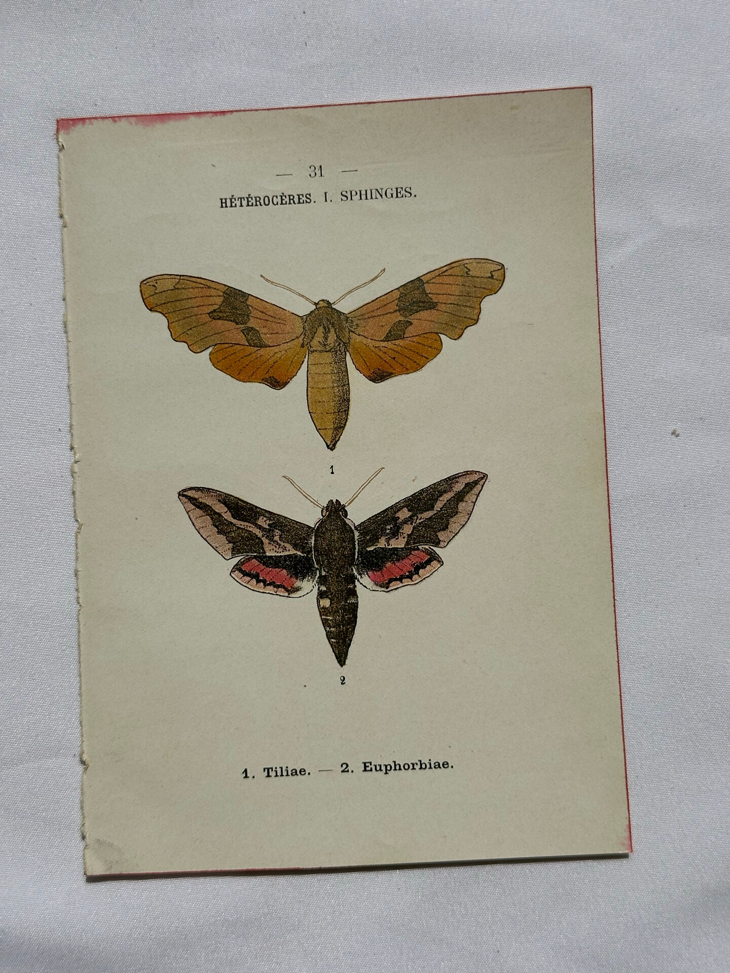 Gravure botanique papillons double face planche naturaliste Eau forte