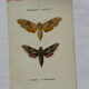 Gravure botanique papillons double face planche naturaliste Eau forte