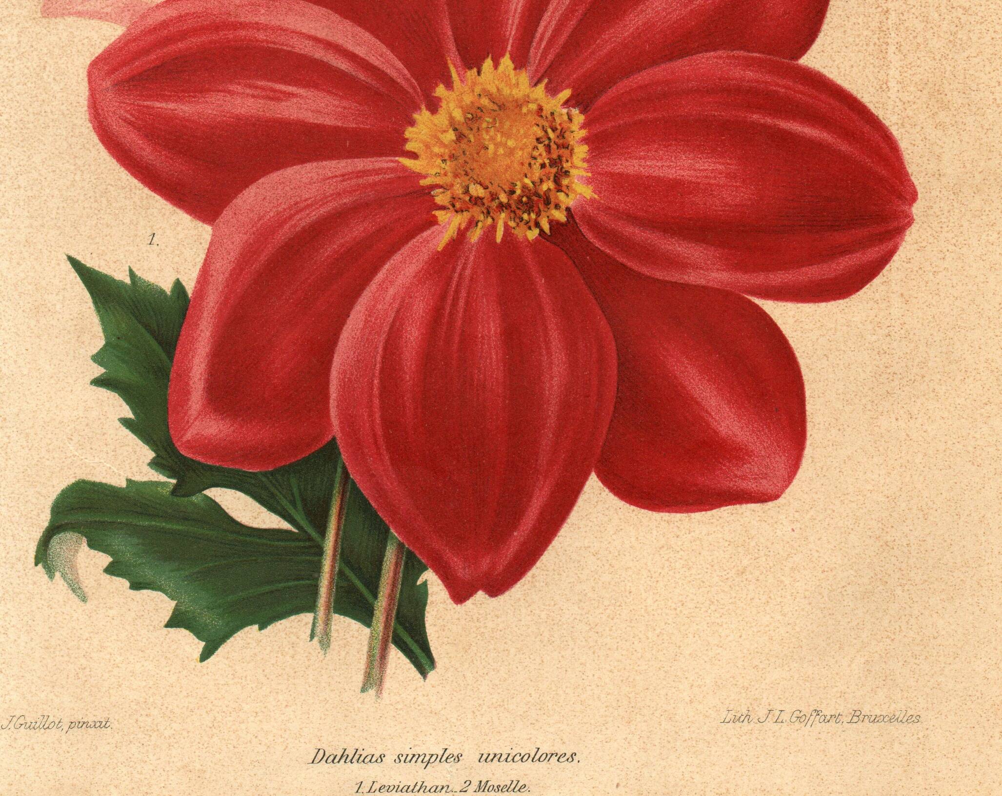 Botanical Engraving 1911 - Monochrome Dahlias by J. Guillot - Garden Flowers