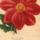 Botanical Engraving 1911 - Monochrome Dahlias by J. Guillot - Garden Flowers