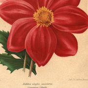 Botanical Engraving 1911 - Monochrome Dahlias by J. Guillot - Garden Flowers