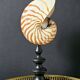 Nautilus / Natural Nautile, Black Turned Wooden Base H: 25 cm