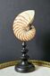 Nautilus / Natural Nautile, Black Turned Wooden Base H: 25 cm