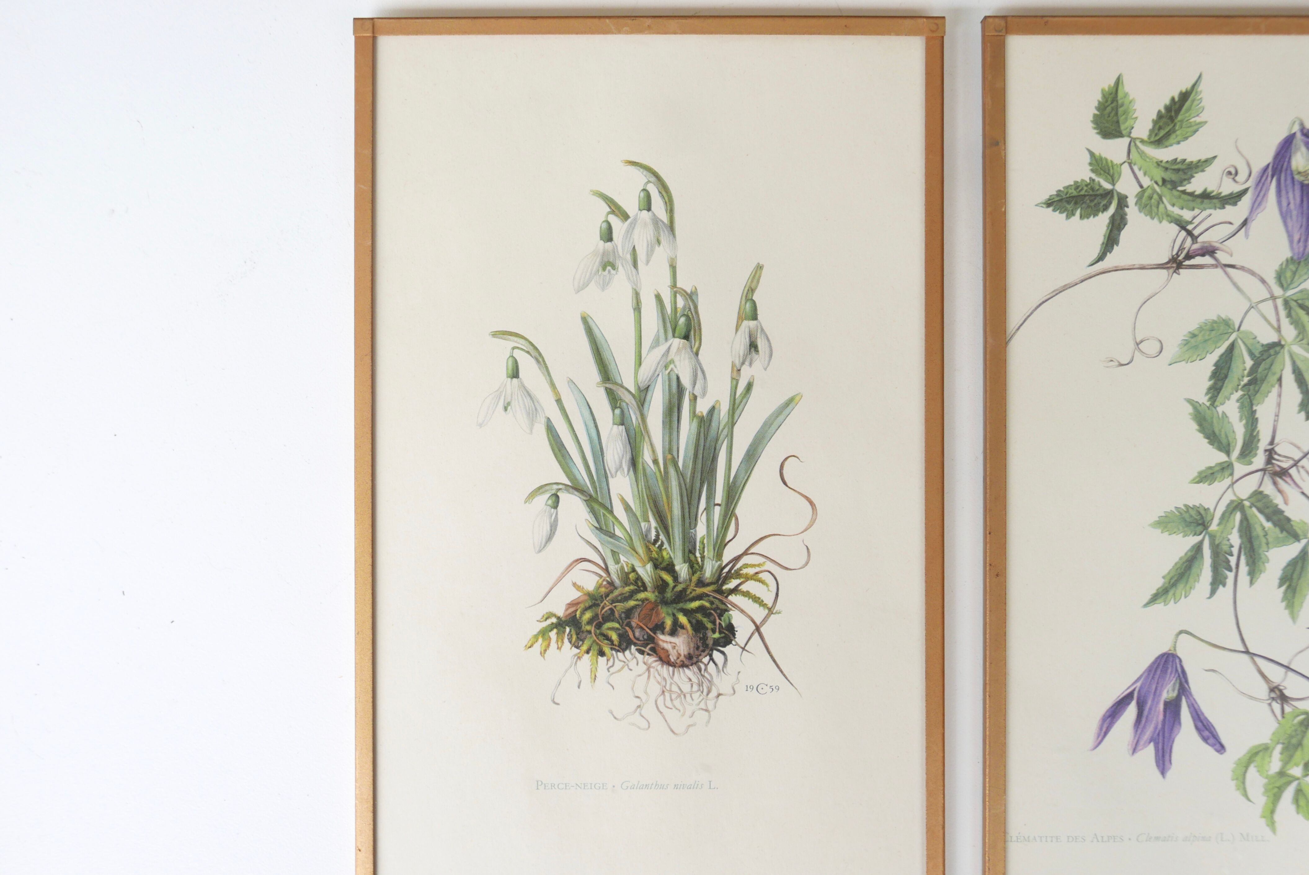 Set of 4 herbarium lithographs, 70s