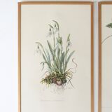 Set of 4 herbarium lithographs, 70s