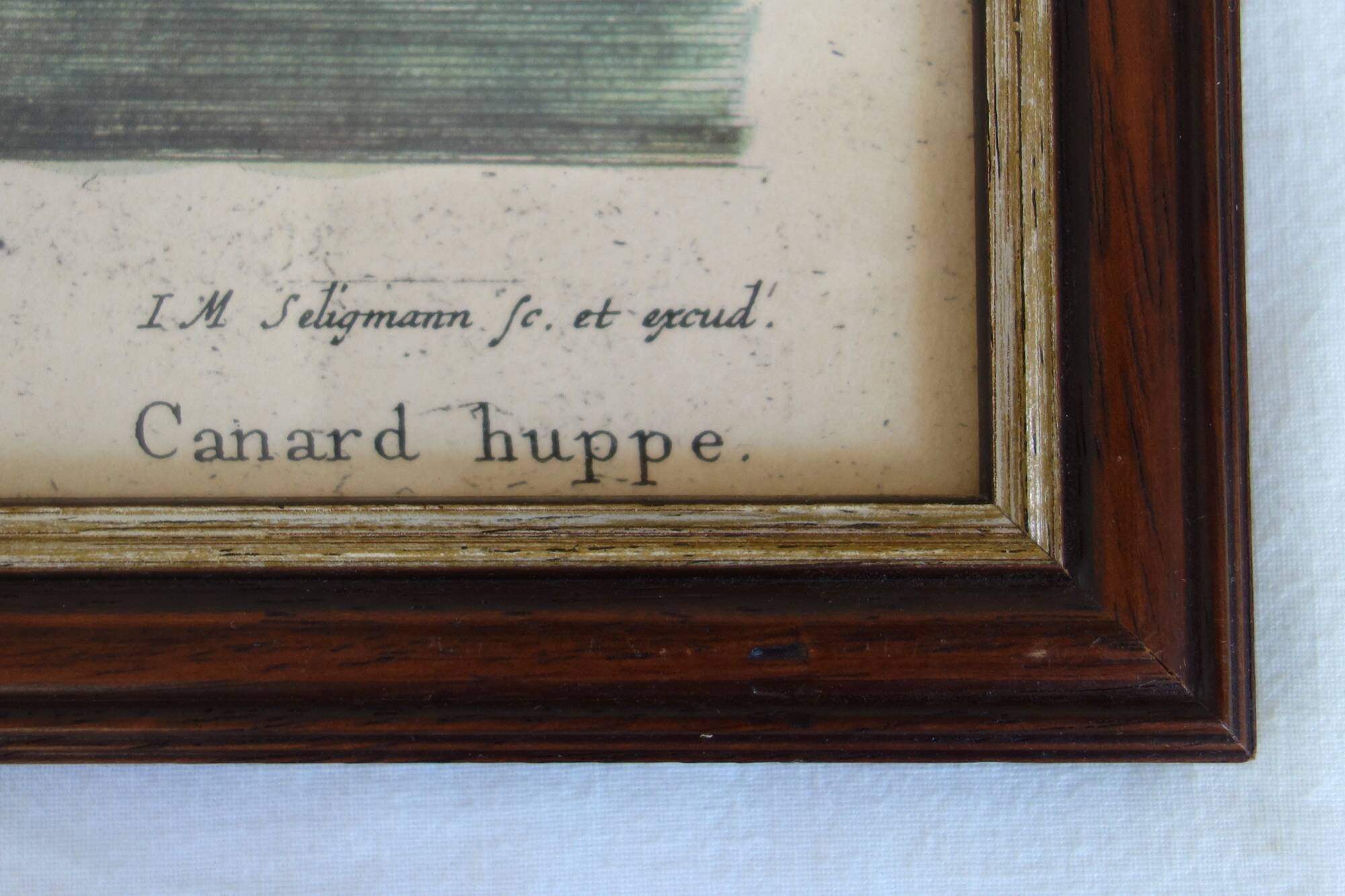 2 plates of ornithological bird engravings