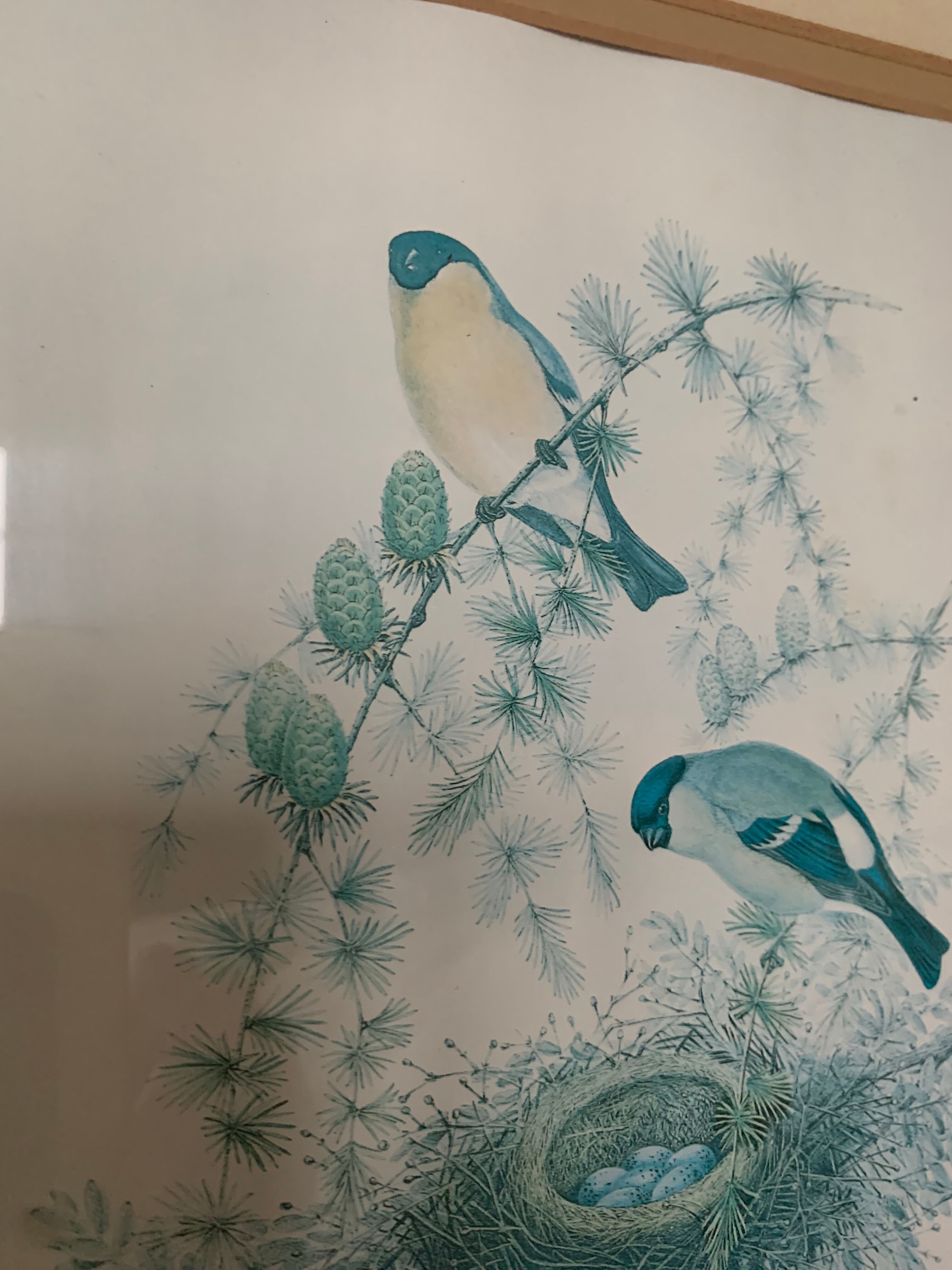 2 old John Gould illustrations