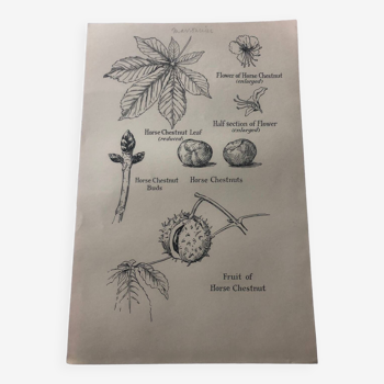 Chestnut tree botanical poster