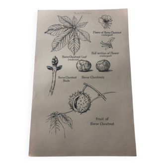 Chestnut tree botanical poster