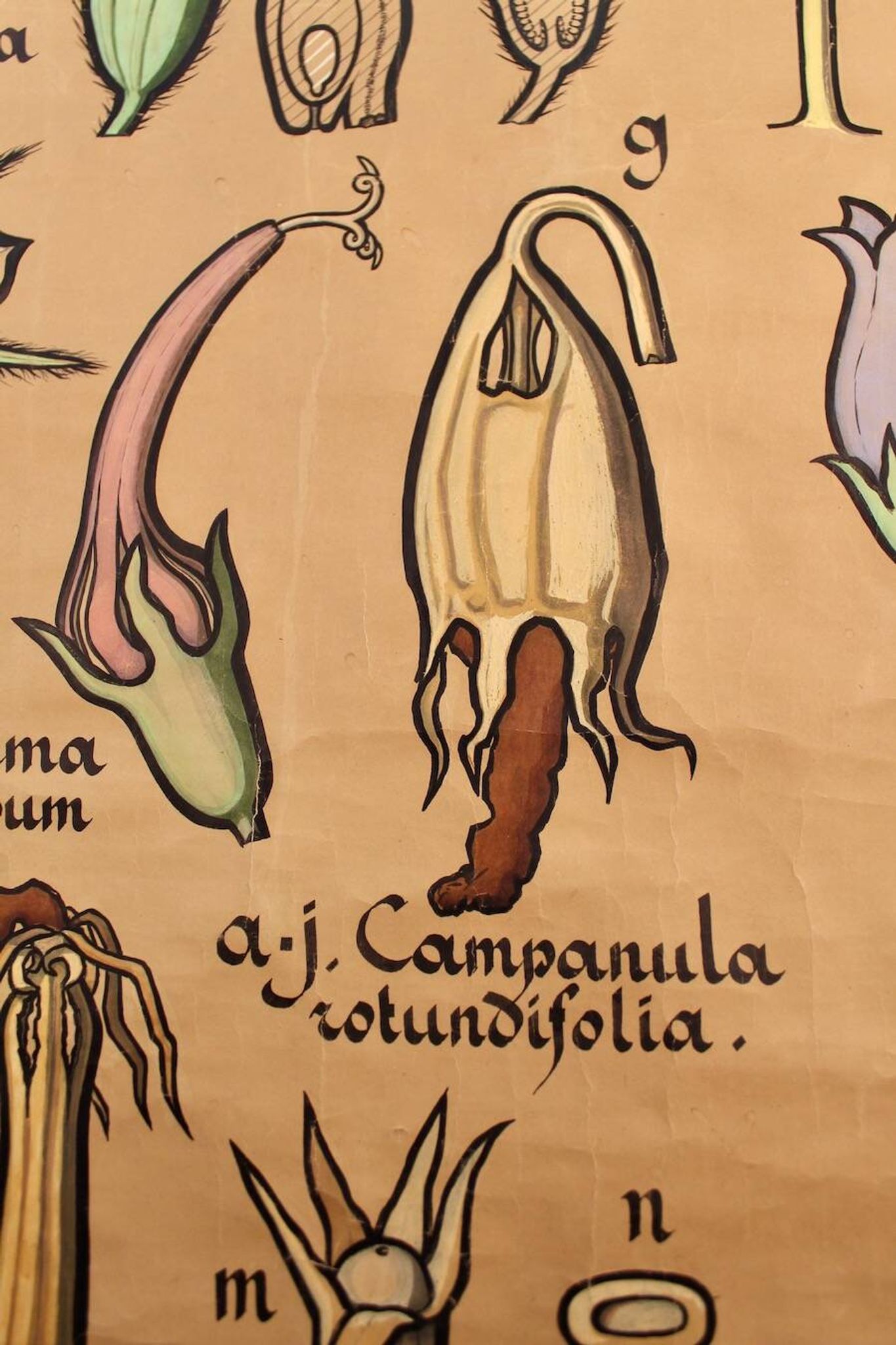 Educational poster, botanical chart of CAMPANULACEAE