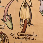 Educational poster, botanical chart of CAMPANULACEAE