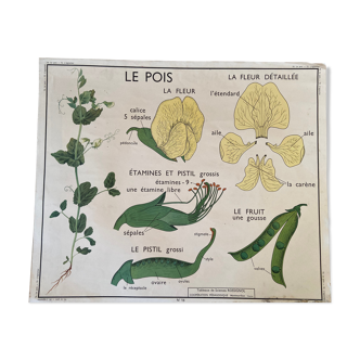 Affiche scolaire vintage