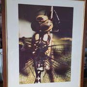 Dragonfly vintage photo painting