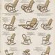 Footrest known as "Flaneuse" by Thonet, 1910 - Blond bentwood