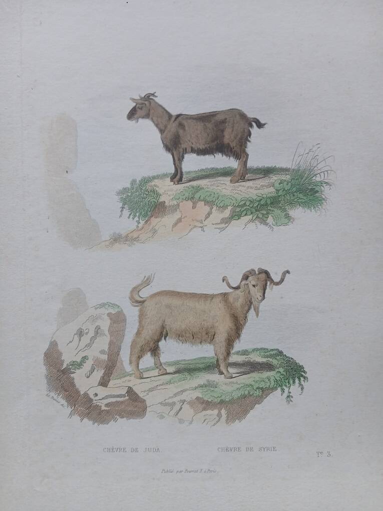 Poster - Antique Zoological Engraving - Judah Goat from Syria (mid 19th century)