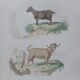 Poster - Antique Zoological Engraving - Judah Goat from Syria (mid 19th century)