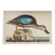 Antique bird engraving - Brown Teal - Ornithological plate by Seligmann & Catesby