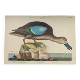 Gravure ancienne oiseau -Sarcelle Brune- Planche ornithologique de Seligmann & Catesby