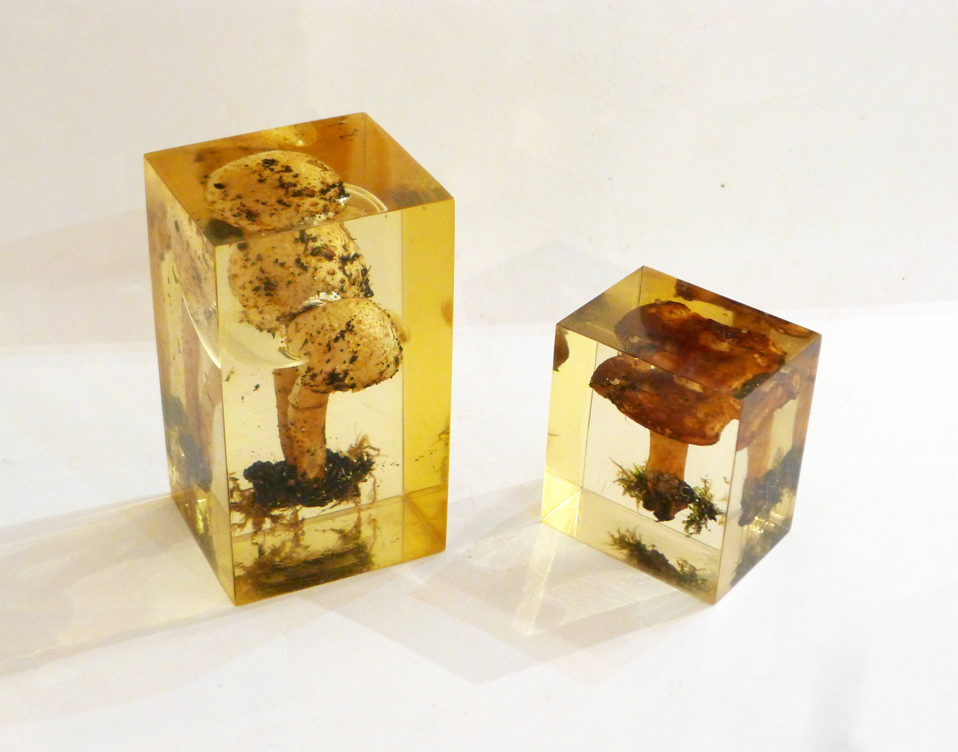 2 inclusions resin Mushrooms