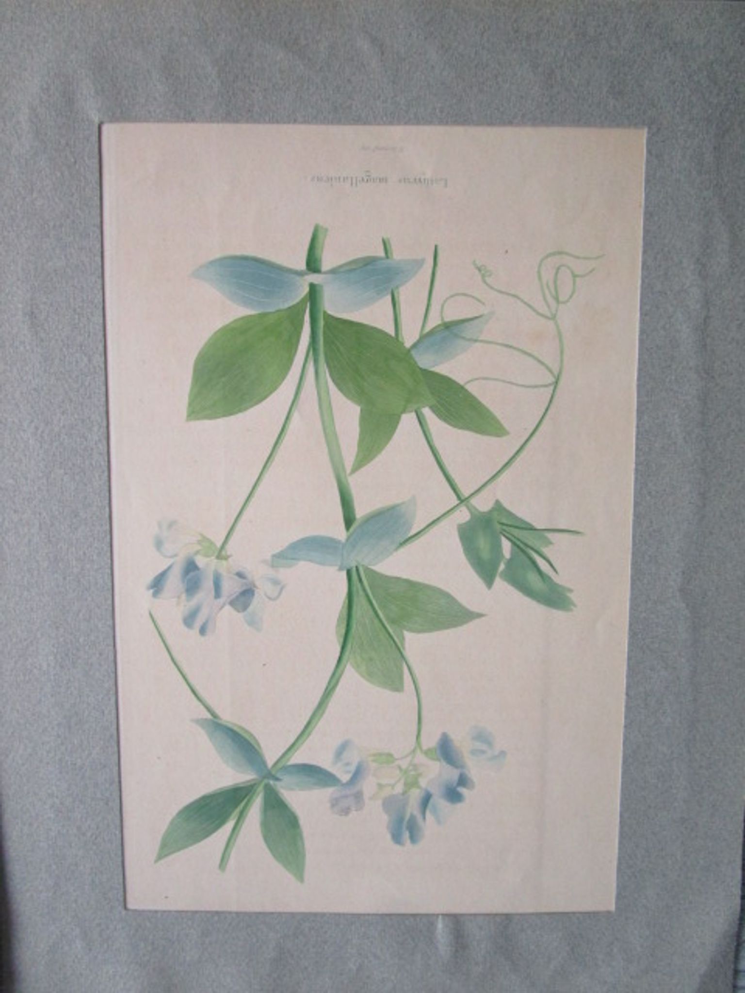 Lot de 2 gravures botaniques anciennes a encadrer