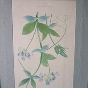 Lot de 2 gravures botaniques anciennes a encadrer