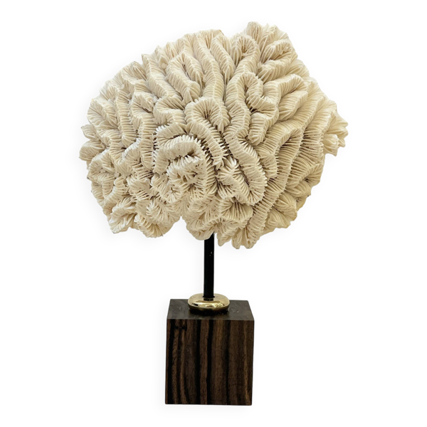 Ancien Corail fossile cerveau blanc naturel sur socle en bois cabinet de curiosités vintage