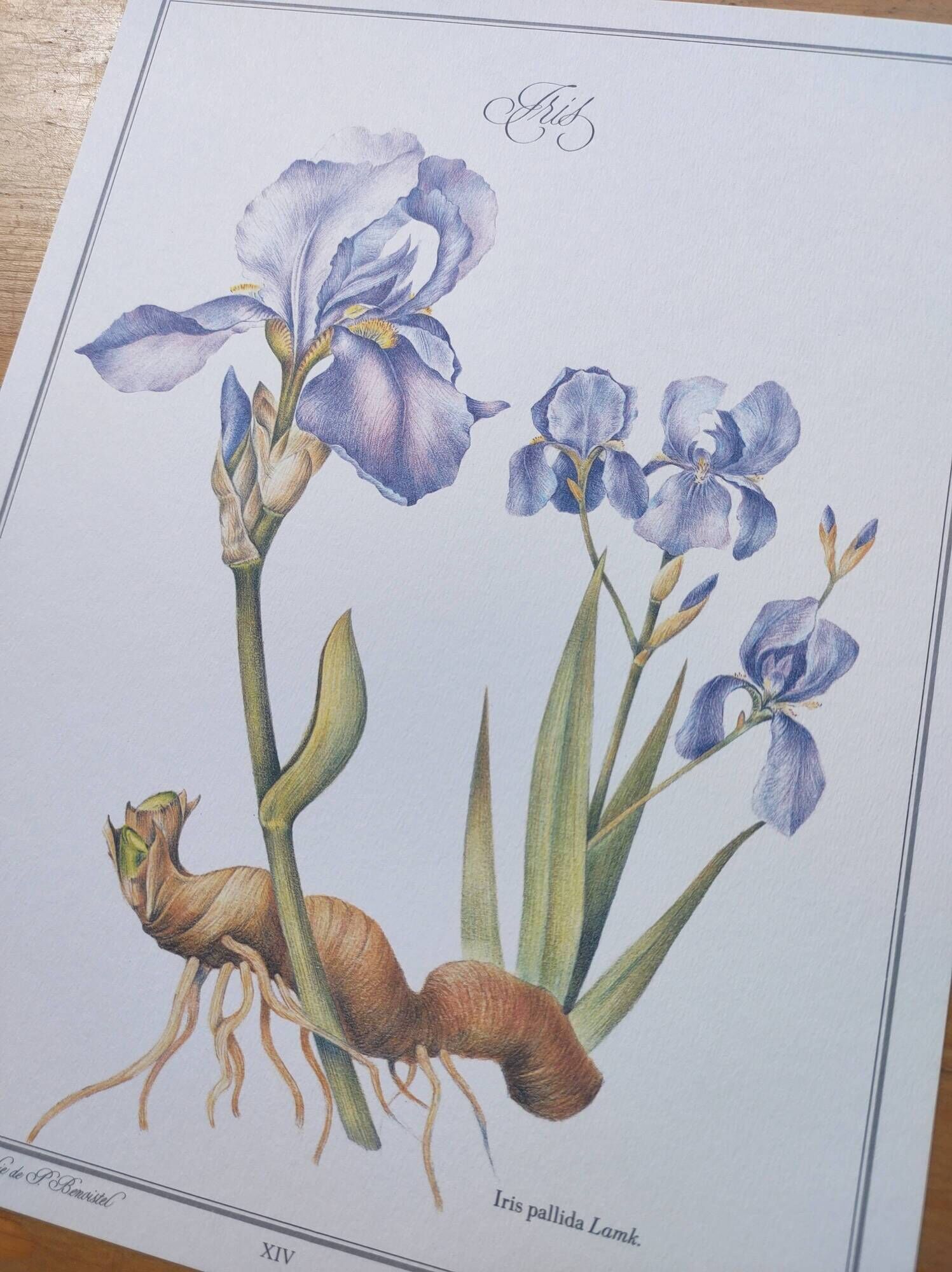 Botanical engraving -Iris- Illustration of medicinal plants and herbs. Pastels by C.Michaut
