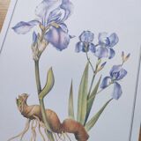 Botanical engraving -Iris- Illustration of medicinal plants and herbs. Pastels by C.Michaut