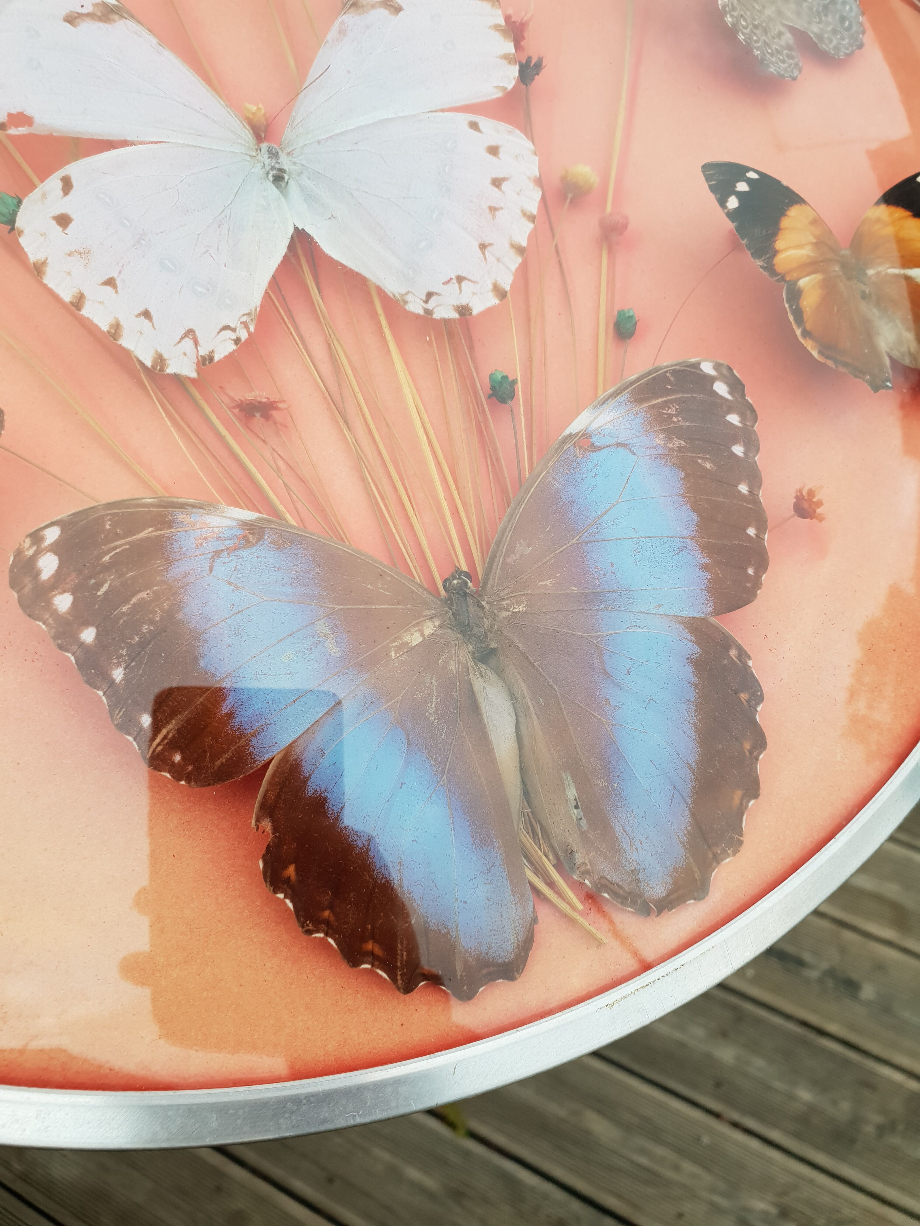 Round frame butterflies naturalized