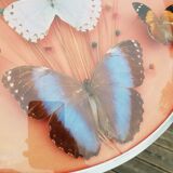 Round frame butterflies naturalized