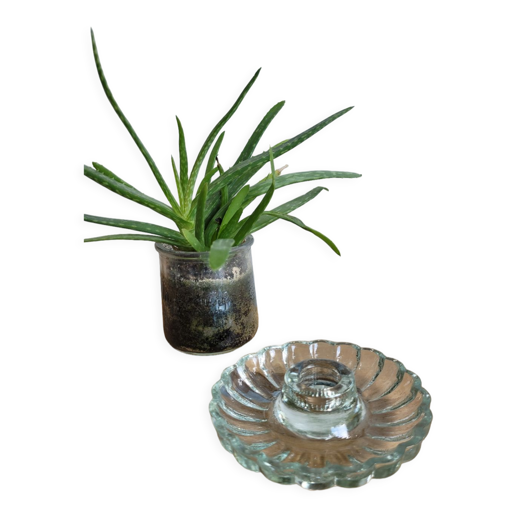 Marguerite glass candle holder
