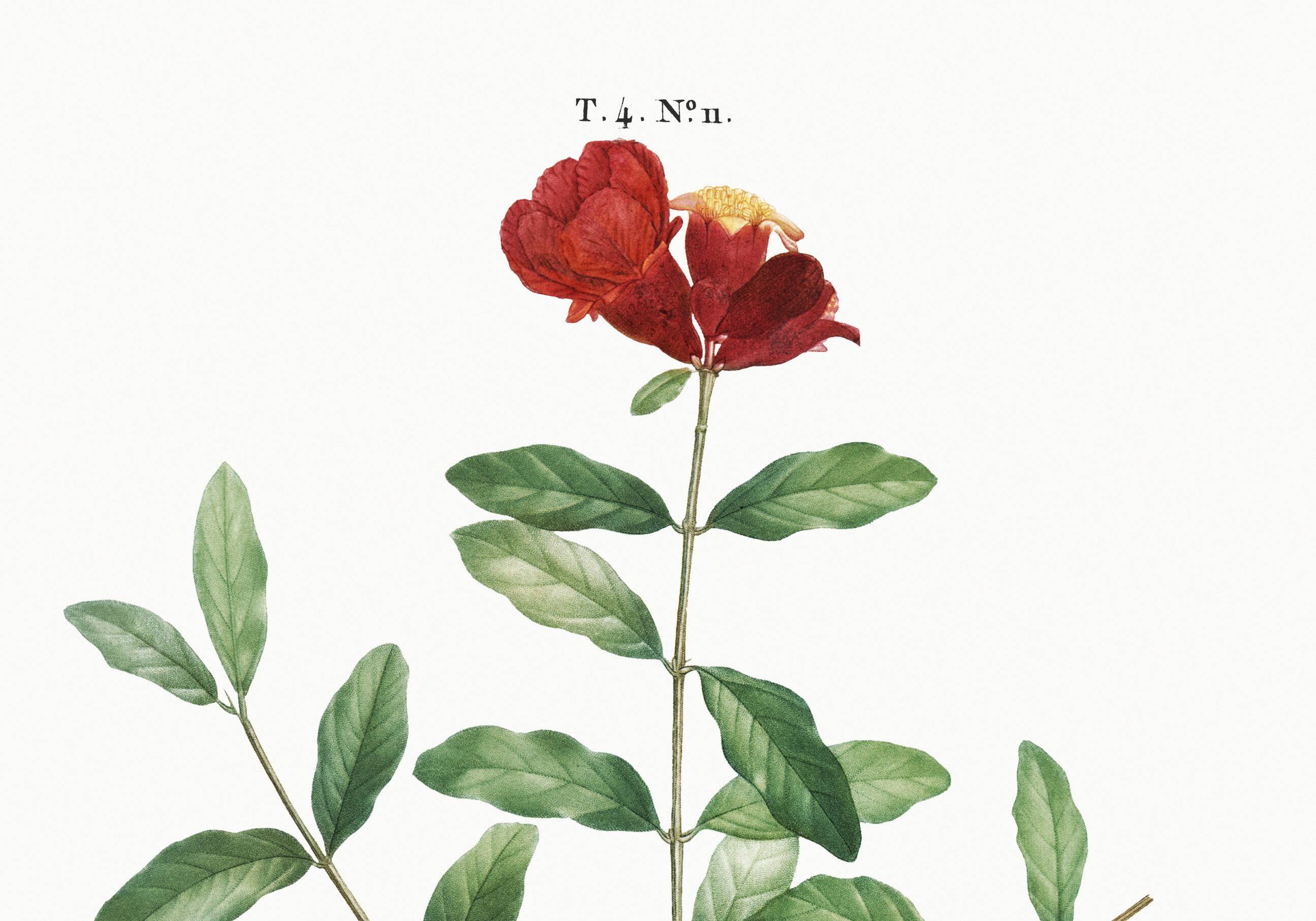 Botanical poster about the pomegranate tree, based on an old engraving from 1802