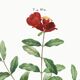 Botanical poster about the pomegranate tree, based on an old engraving from 1802