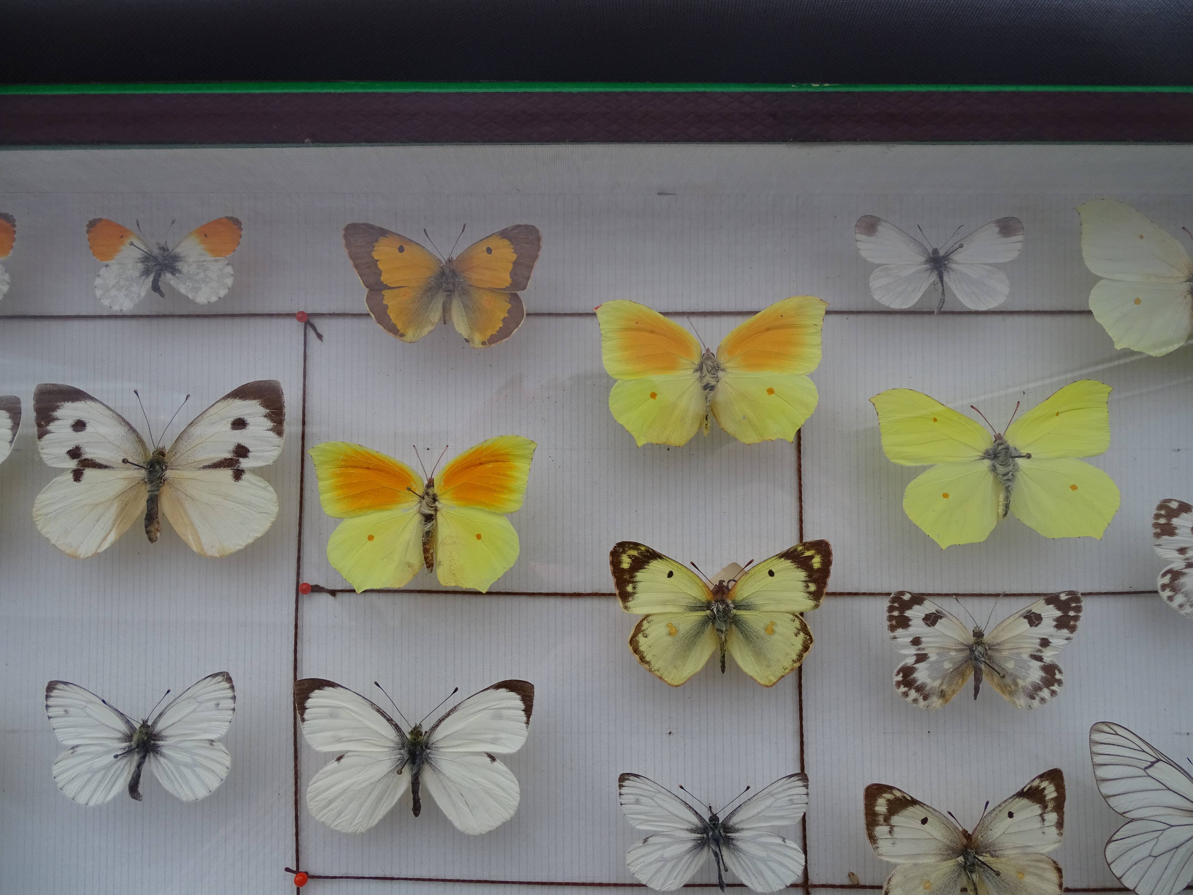 25 ancient stuffed butterflies under frame era 1930
